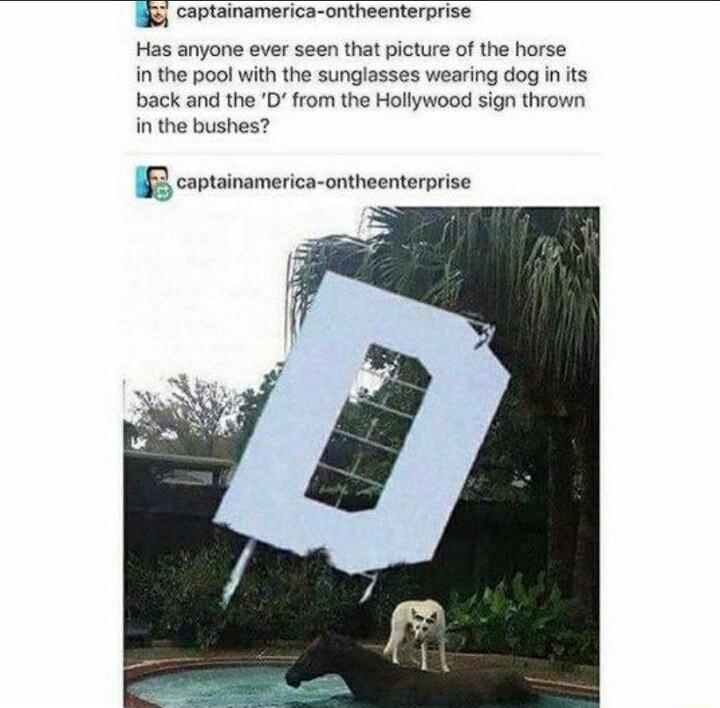 captainamerica ontheenterprise Has anyone ever seen that picture of the horse in the pool with the sunglasses wearing dog in its back and the D from the Hollywood sign thrown in the bushes IR coptainamerica ontheentarprise