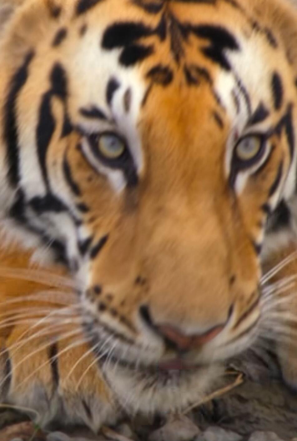 Close-up of a tiger's face.