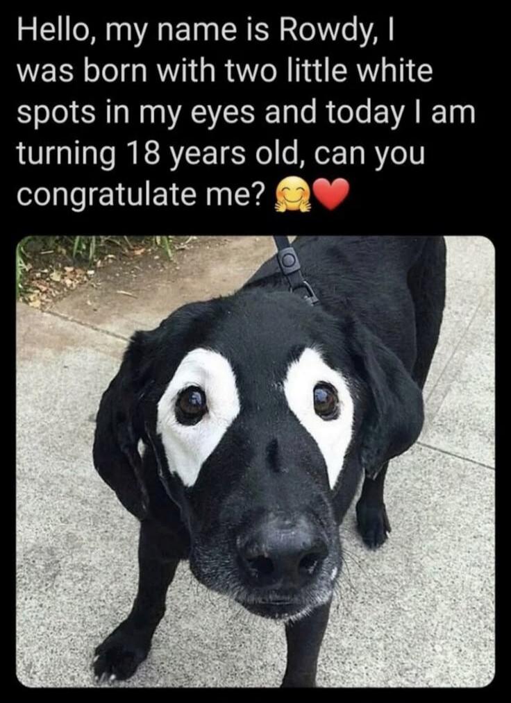 Hello, my name is Rowdy, I was born with two little white spots in my eyes and today I am turning 18 years old, can you congratulate me? 🫶❤️