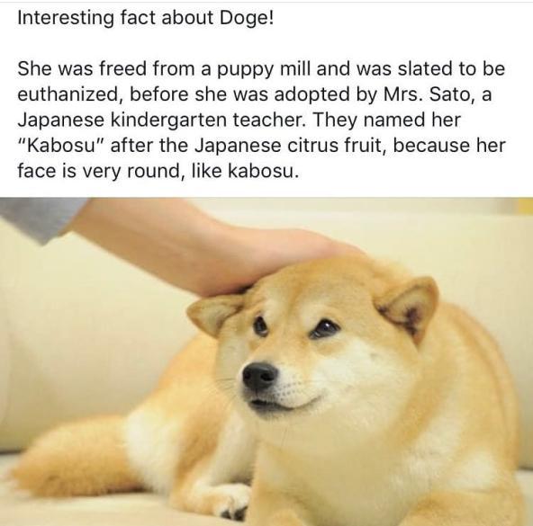 Interesting fact about Doge She was freed from a puppy mill and was slated to be euthanized before she was adopted by Mrs Sato a Japanese kindergarten teacher They named her Kabosu after the Japanese citrus fruit because her face is very round like kabosu