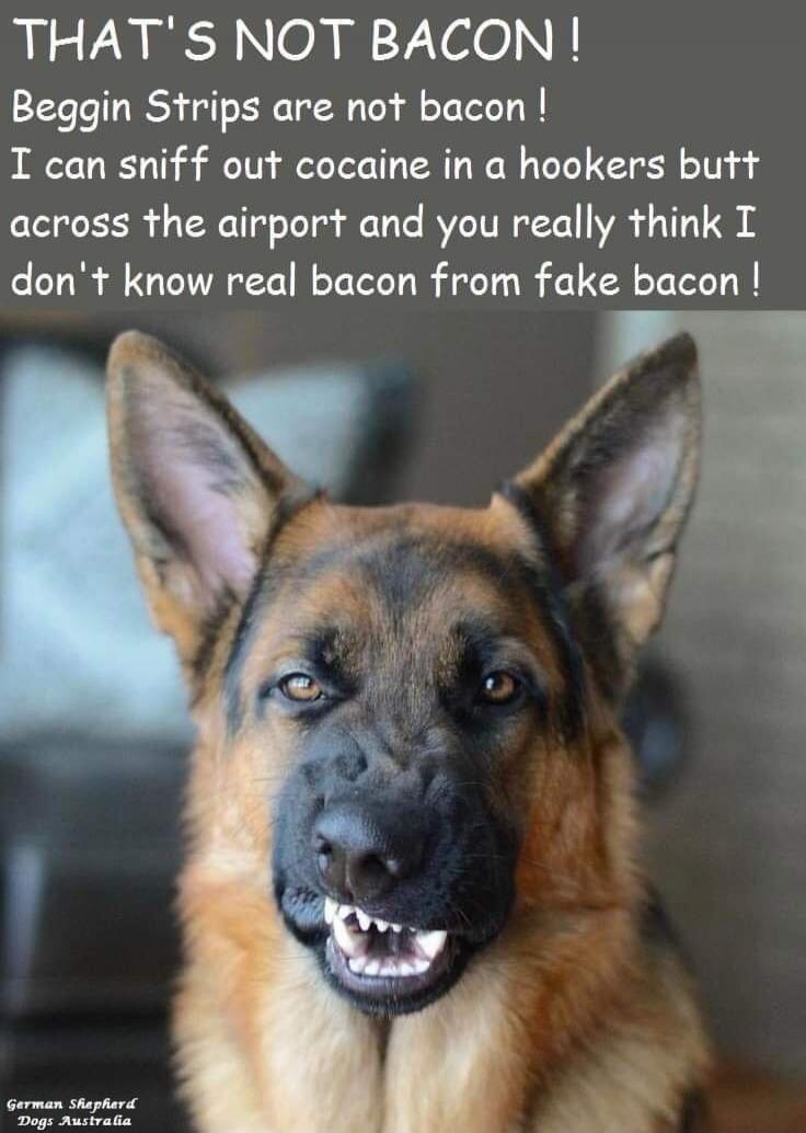 THAT'S NOT BACON! Beggin Strips are not bacon! I can sniff out cocaine in a hookers butt across the airport and you really think I don't know real bacon from fake bacon! German Shepherd Dogs Australia