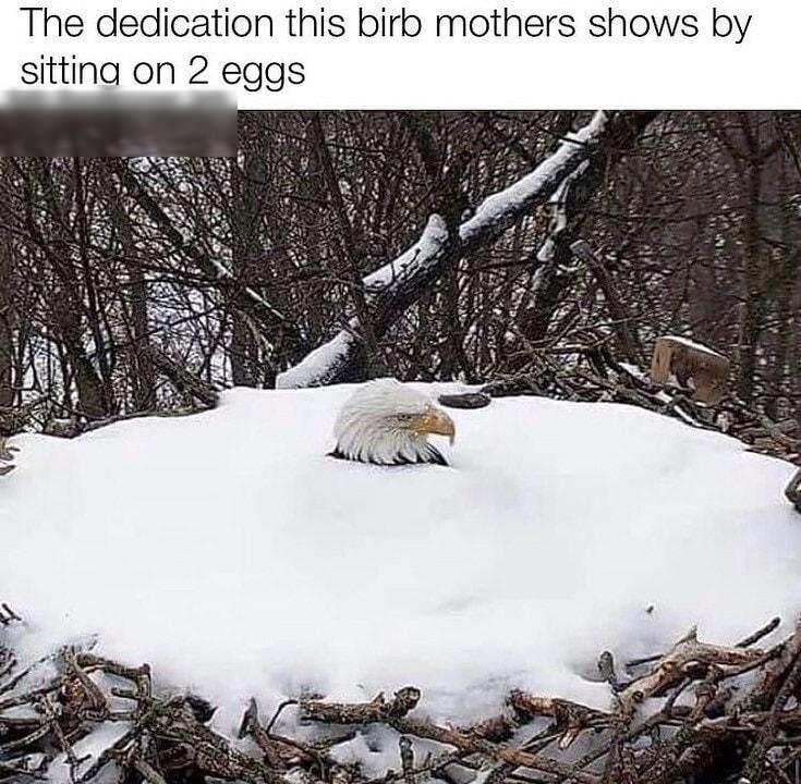 The dedication this birb mothers shows by sittina on 2 eggs