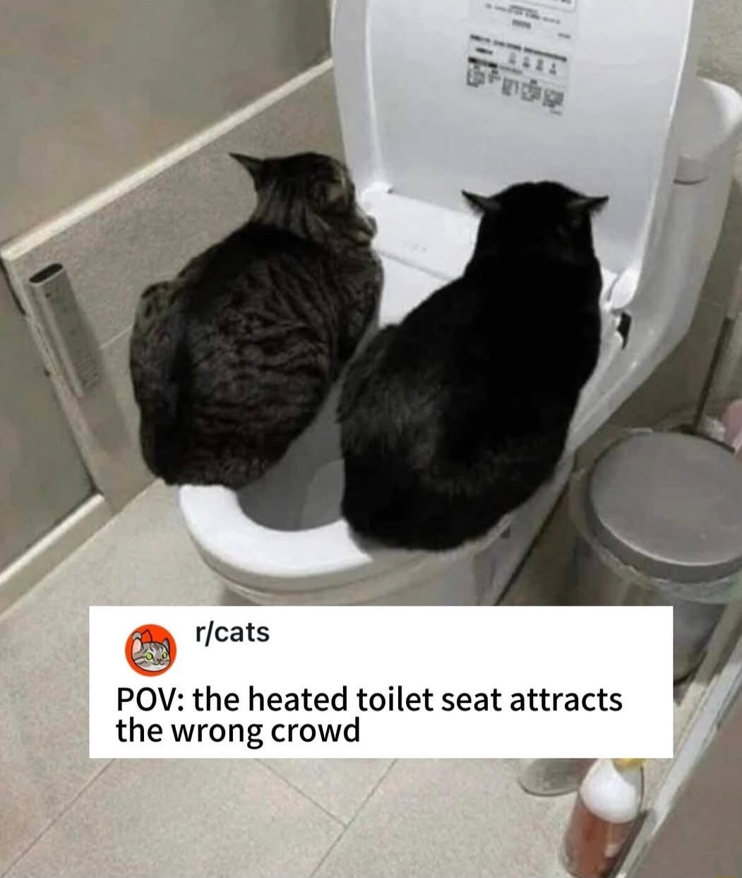 r/cats POV: the heated toilet seat attracts the wrong crowd