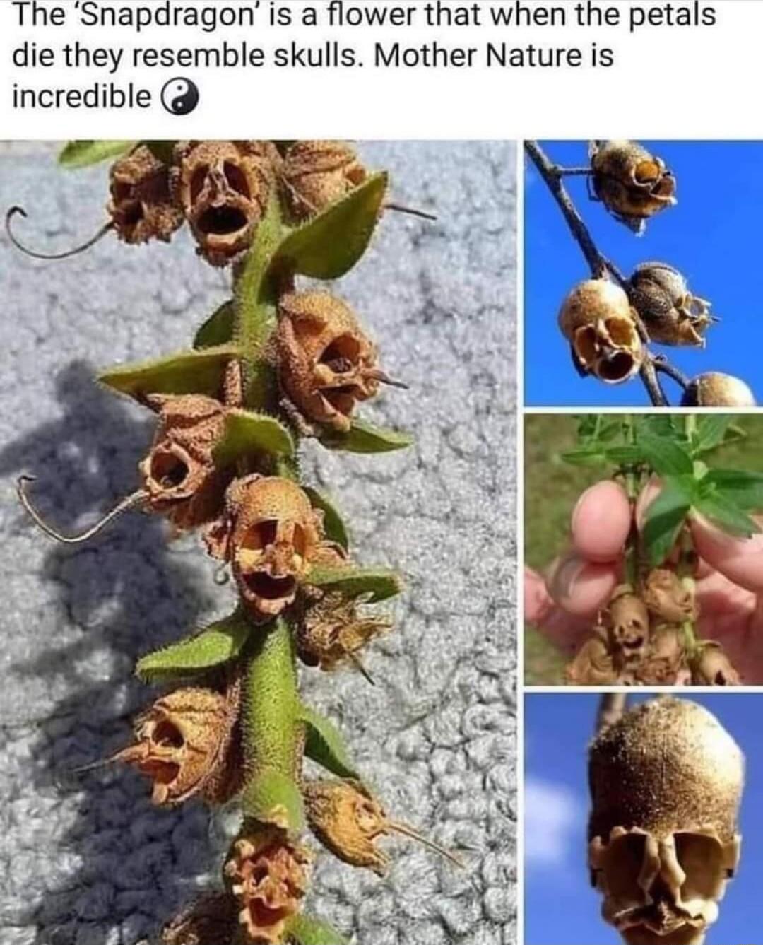 The Snapdragon is a flower that when the petals die they resemble skulls Mother Nature is incredible