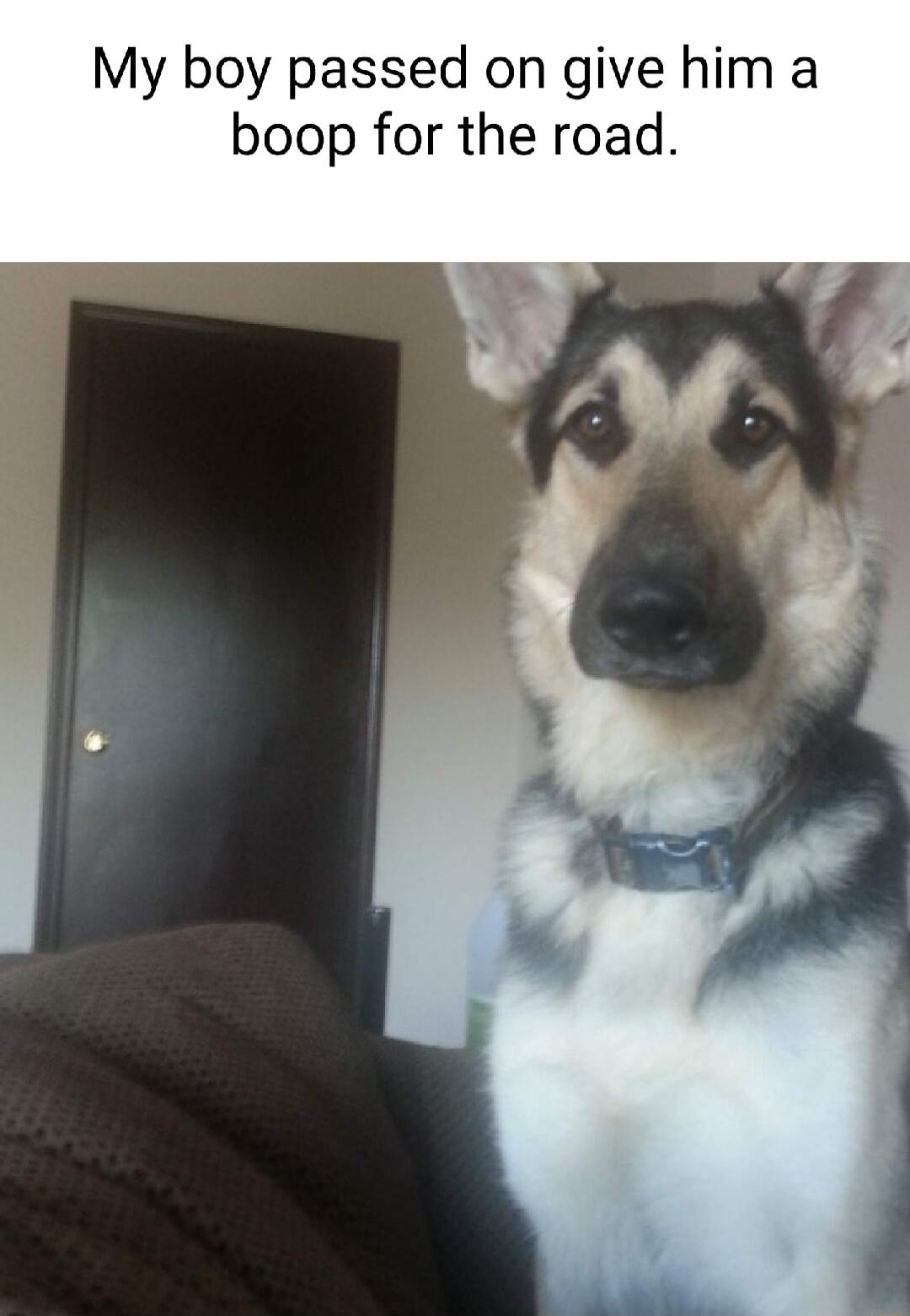 My boy passed on give him a boop for the road