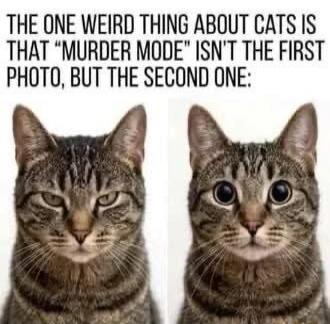 THE ONE WEIRD THING ABOUT CATS IS THAT 