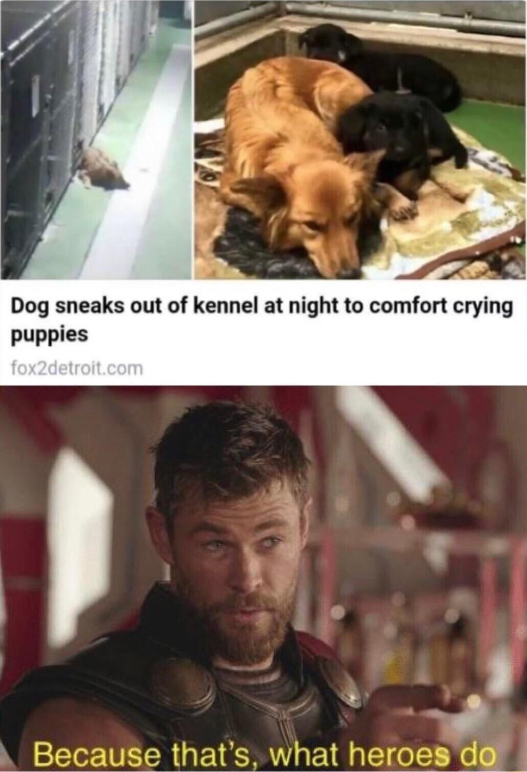 Dog sneaks out of kennel at night to comfort crying puppies