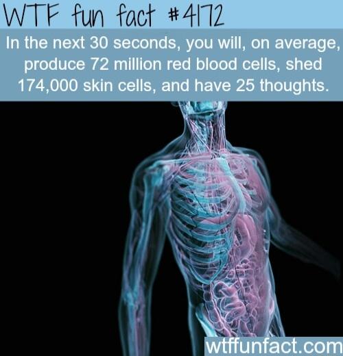 WTF fun fact 4112