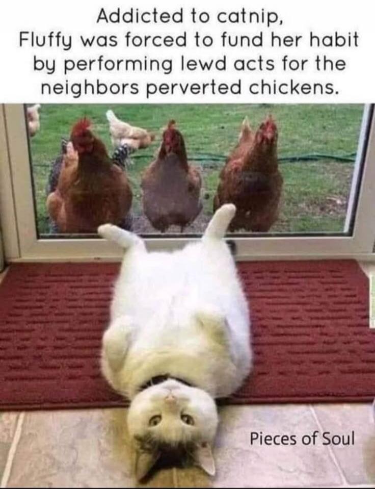 Addicted to catnip, Fluffy was forced to fund her habit by performing lewd acts for the neighbors perverted chickens. Pieces of Soul