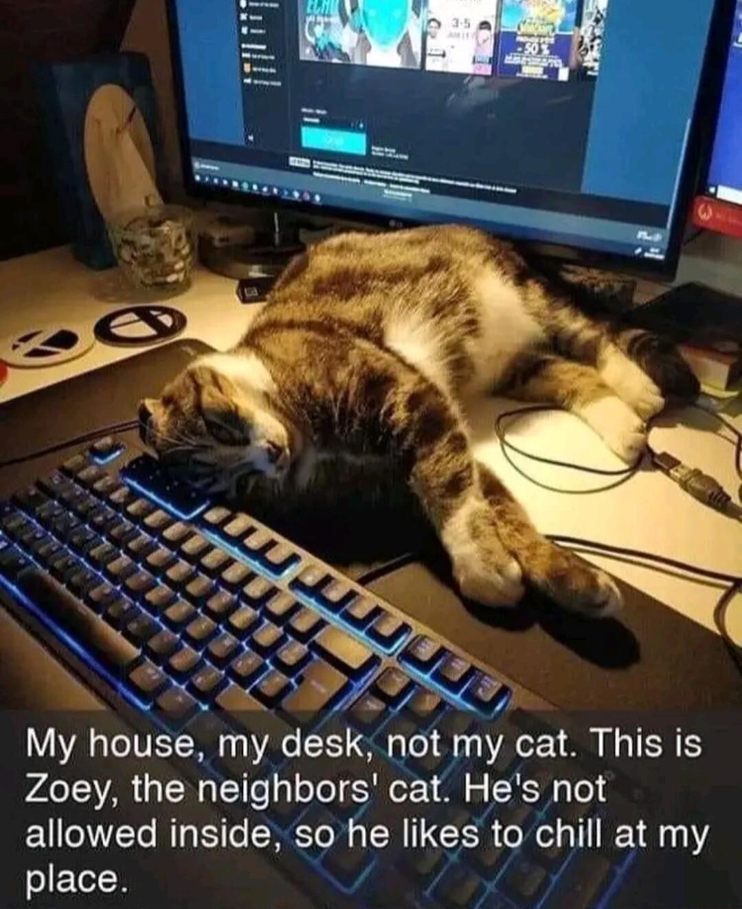 allowed inside so he likes to chill at my place V4