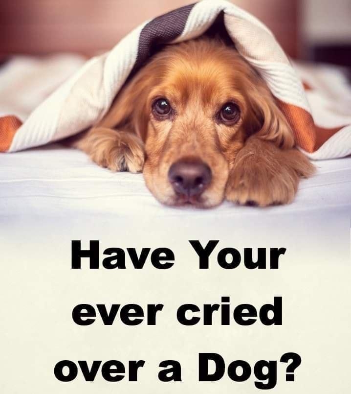 Have Your ever cried over a Dog