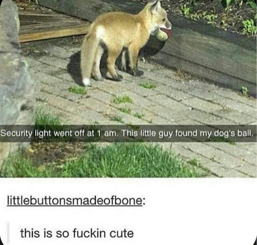 Security light went off at 1am This little guy found my dog T this is so fuckin cute