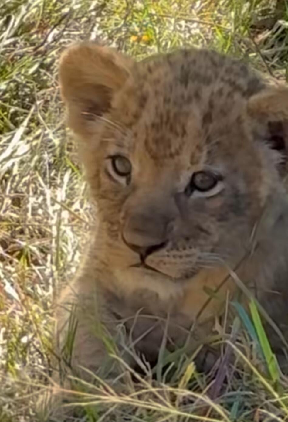 Lion cub lying in grass