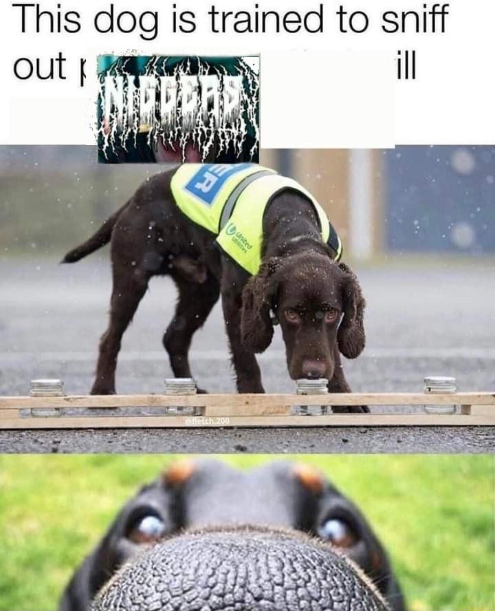 This dog is tralned to sniff T il