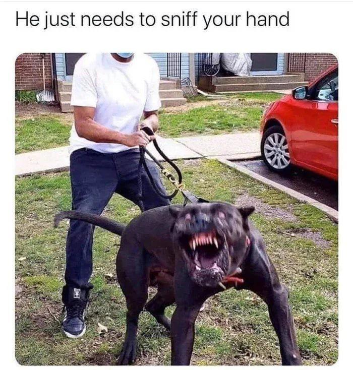 He just needs to sniff your hand