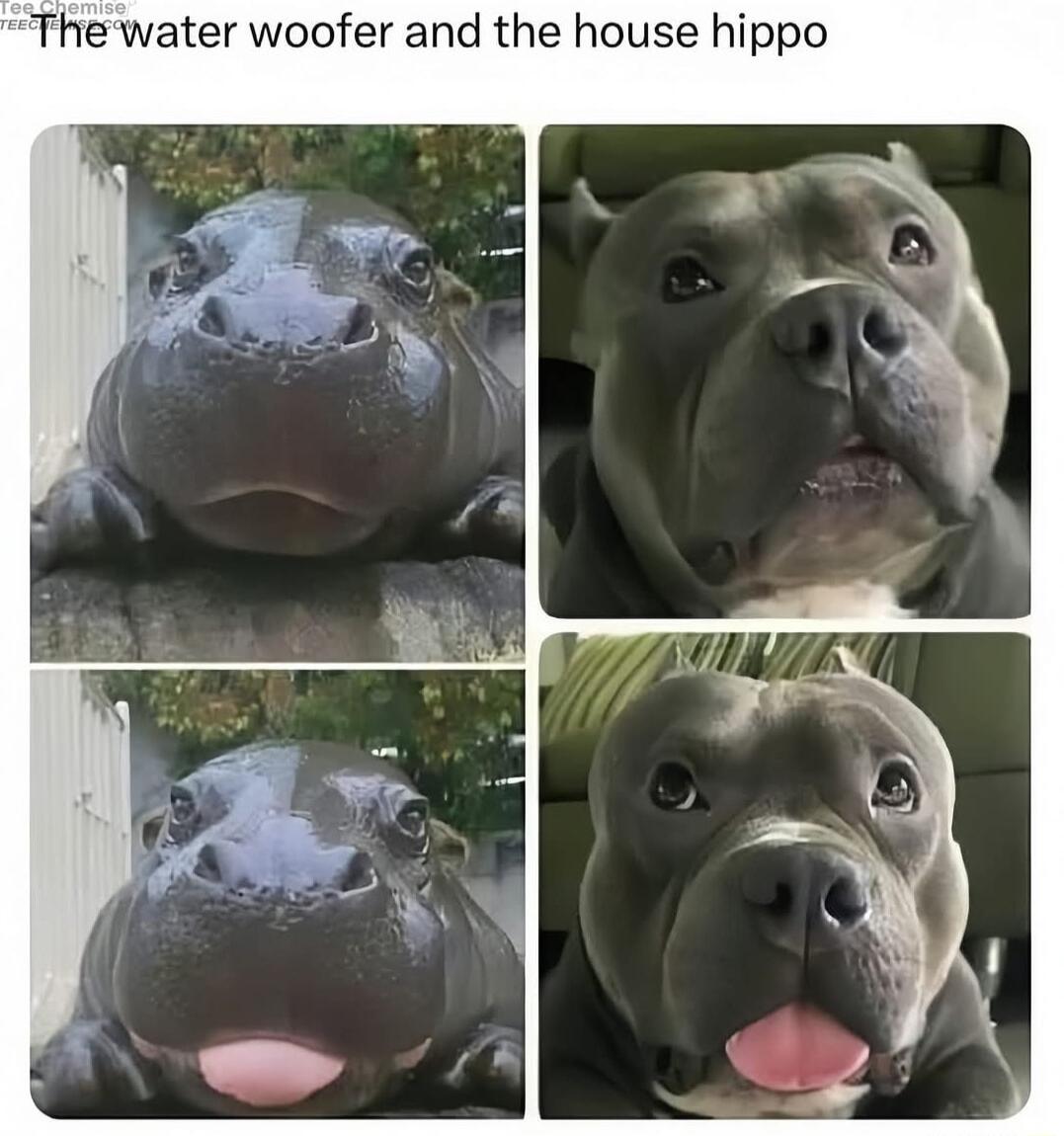 hewater woofer and the house hippo