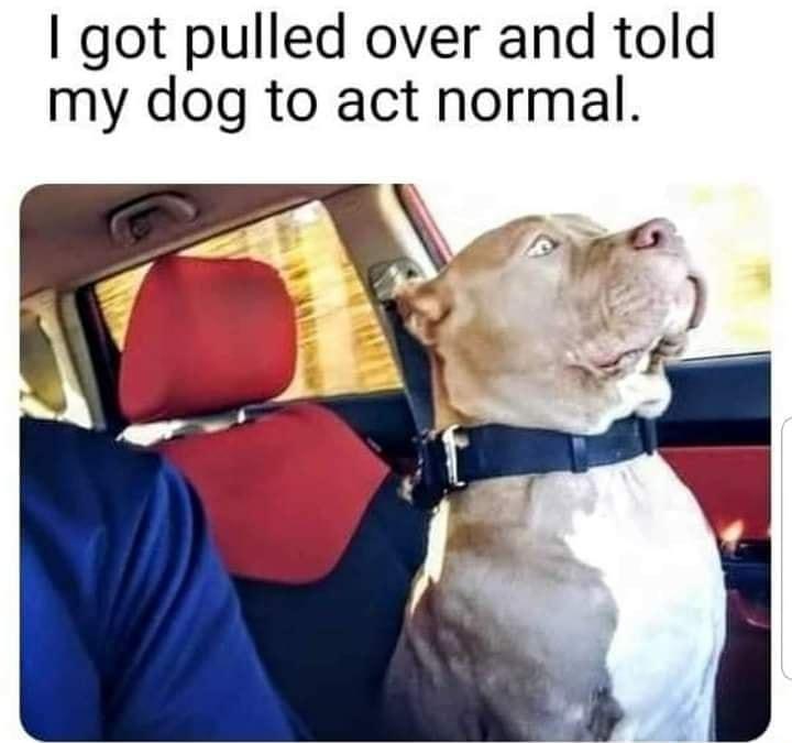 got pulled over and told my dog to act normal