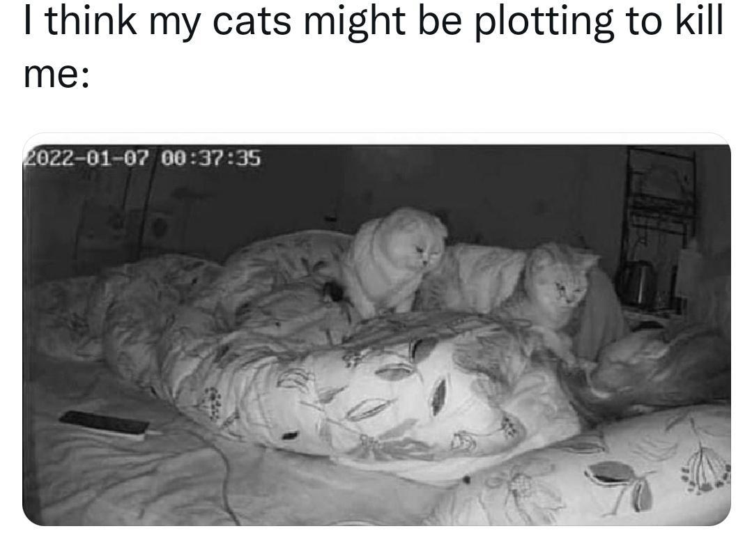 think my cats might be plotting to kill me 022 01 07 003735