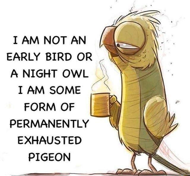 IAM NOT AN EARLY BIRD OR _ A NIGHT OWL 1AM SOME FORM OF PERMANENTLY EXHAUSTED PIGEON
