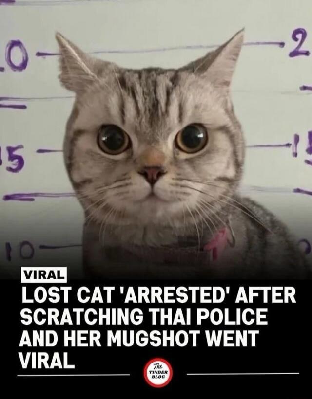 VIRAL LOST CAT 'ARRESTED' AFTER SCRATCHING THAI POLICE AND HER MUGSHOT WENT VIRAL THE TINDER BLOG