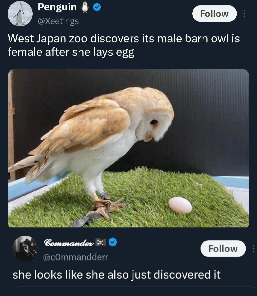 West Japan zoo discovers its male barn owl is female after she lays egg. She looks like she also just discovered it.