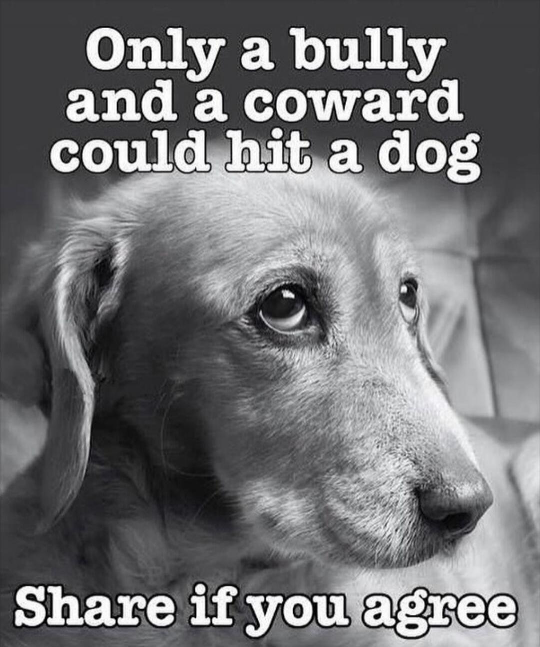 Only a bully and a coward could hit a dog. Share if you agree.