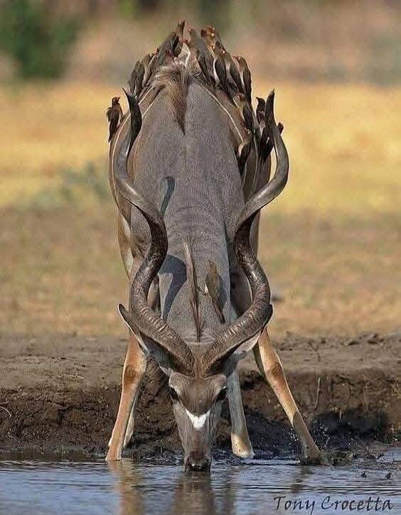 Wildebeest drinking water. Tony Crocetta