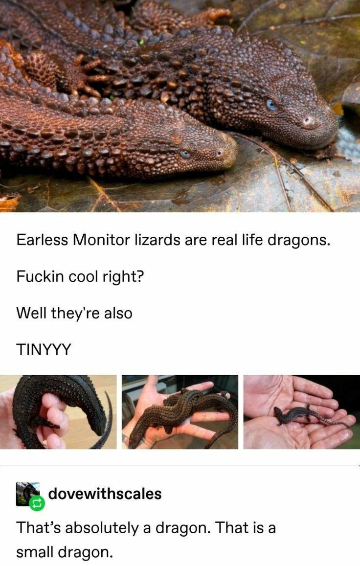 Earless Monitor lizards are real life dragons Fuckin cool right Well theyre also dovewithscales TINYYY Thats absolutely a dragon That is a small dragon