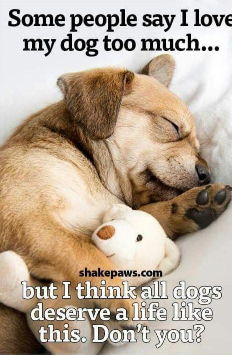 Some people say I love my dog too much... but I think all dogs deserve a life like this. Don't you? shakepaws.com
