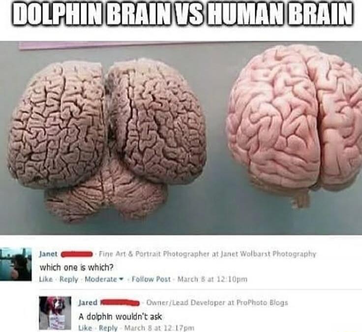 DOLPHIN BRAIN VS HUMAN BRAIN

Janet [redacted] Fine Art & Portrait Photographer at Janet Wolbart Photography
which one is which?

Jared [redacted] Owner/Lead Developer at ProPhoto Blogs
A dolphin wouldn't ask