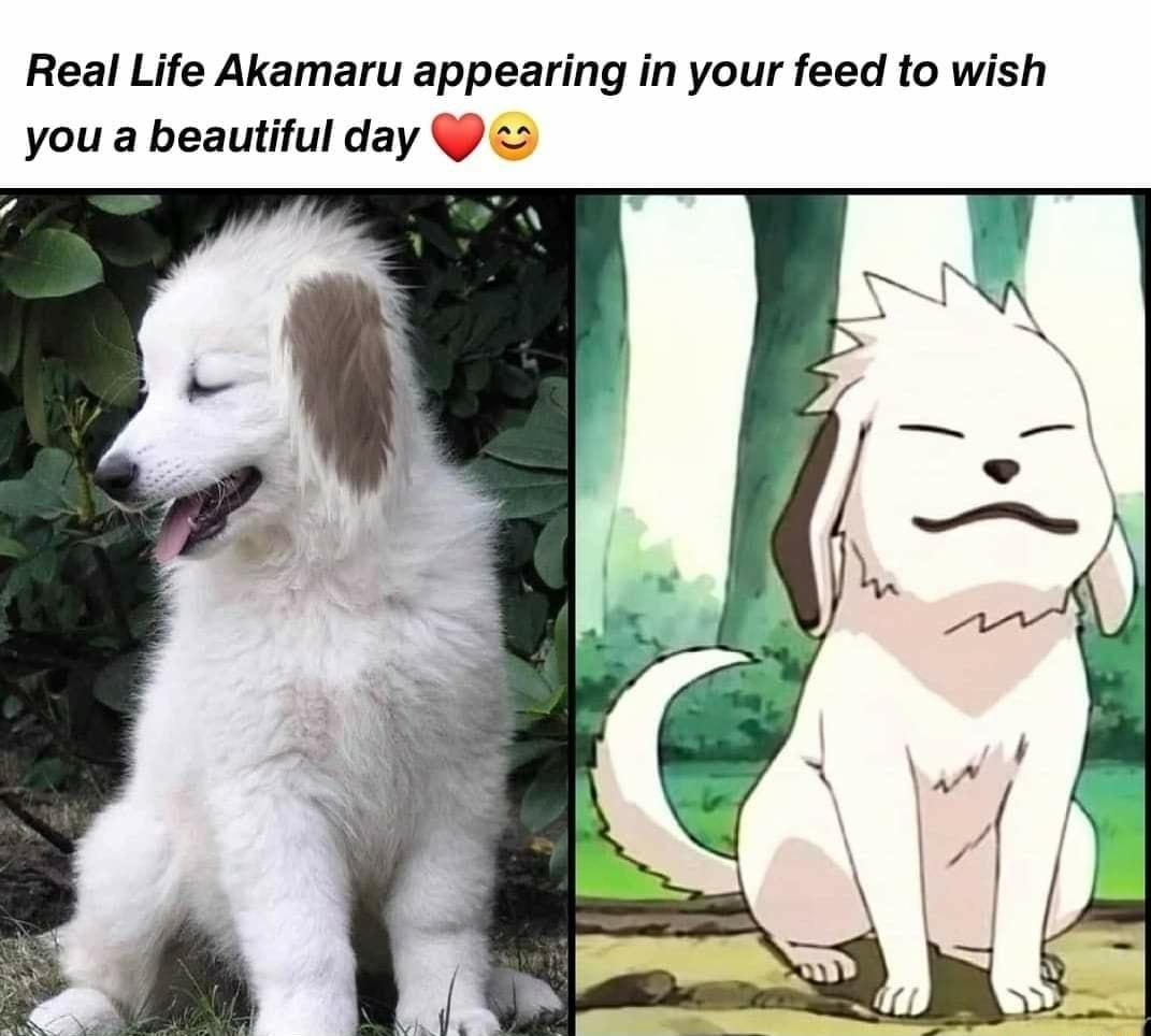 Real Life Akamaru appearing in your feed to wish you a beautiful day