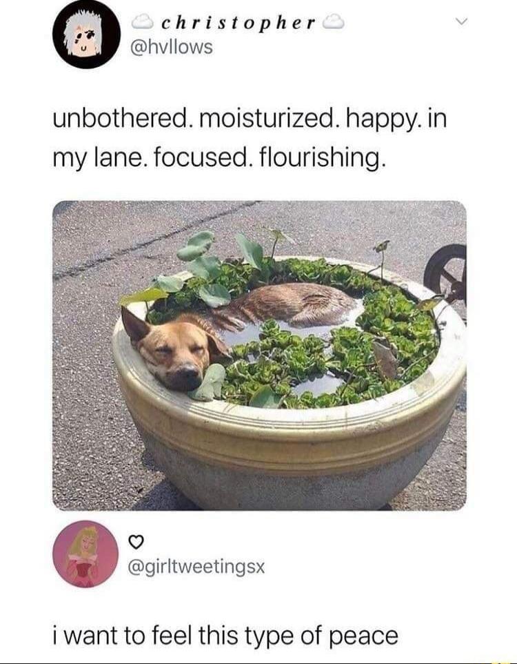 christopher hvllows unbothered moisturized happy in my lane focused flourishing o giritweetingsx iwant to feel this type of peace