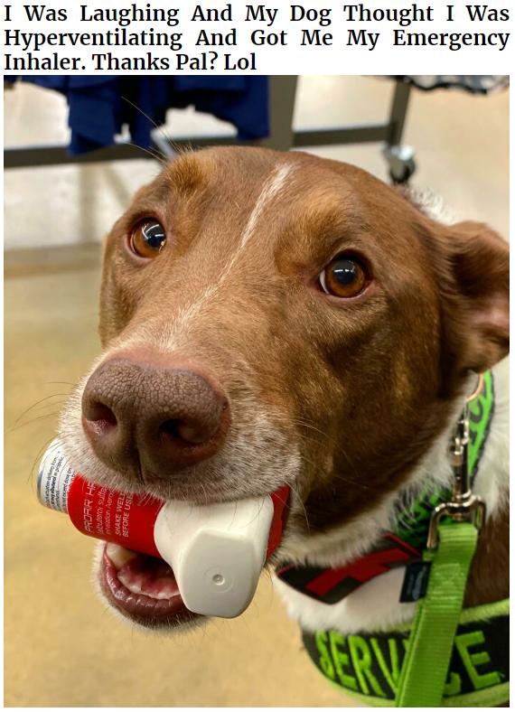 I Was Laughing And My Dog Thought I Was Hyperventilating And Got Me My Emergency Inhaler Thanks Pal Lol