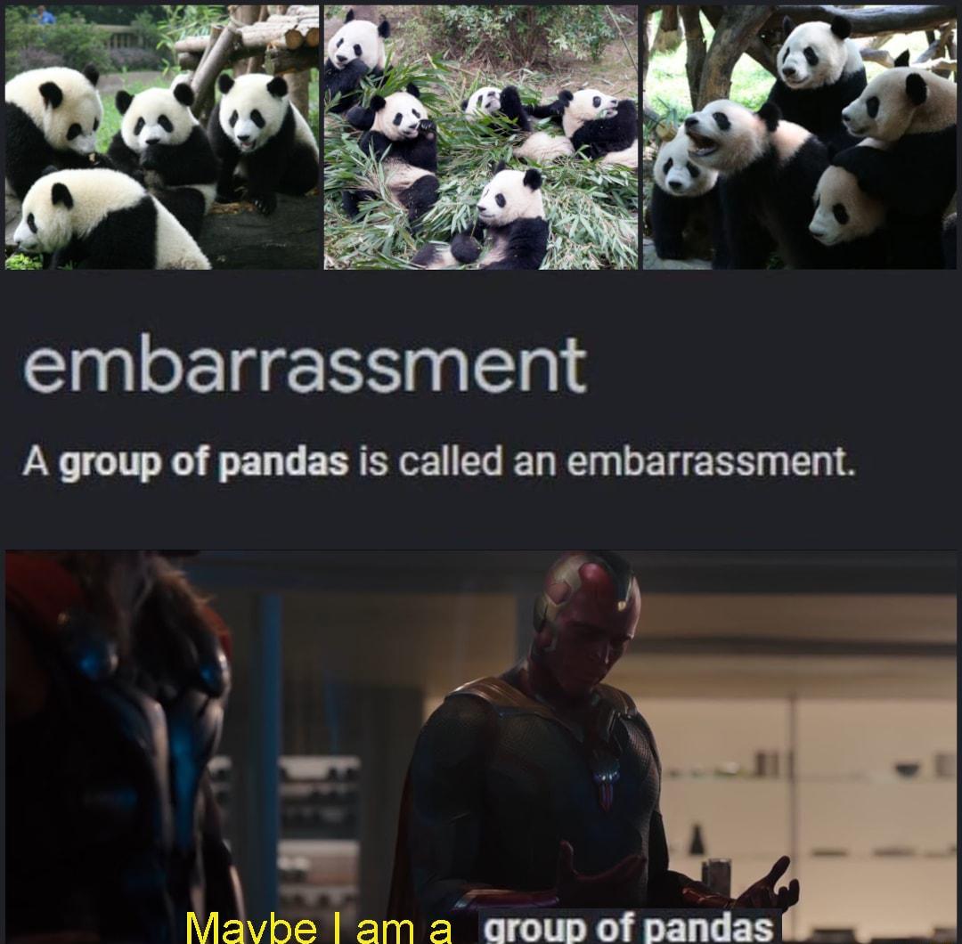 embarrassment A group of pandas is called an embarrassment 5 e 3 b 1 g Mavbe am a aroup of pandas