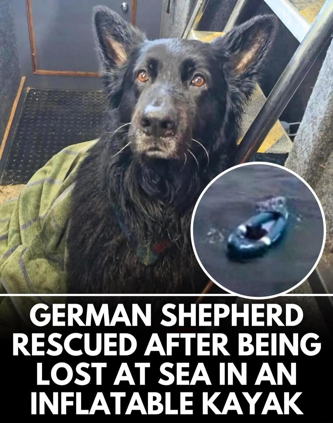 GERMAN SHEPHERD RESCUED AFTER BEING LOST AT SEA IN AN INFLATABLE KAYAK