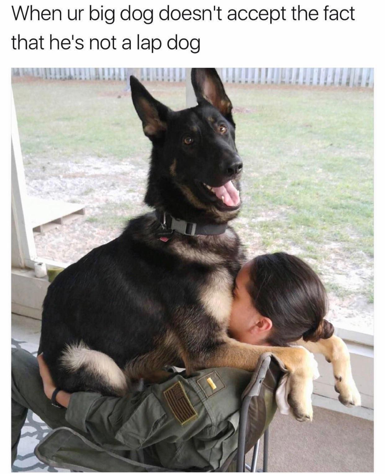 When ur big dog doesnt accept the fact that hes not a lap dog