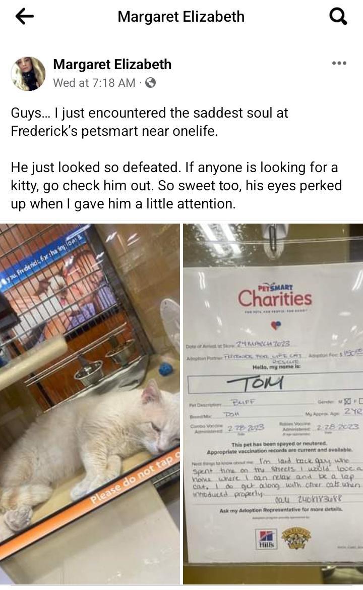 Margaret Elizabeth Q i Margaret Elizabeth Wedat 718 AM Guys just encountered the saddest soul at Fredericks petsmart near onelife He just looked so defeated If anyone is looking for a kitty go check him out So sweet too his eyes perked up when gave him a little attention g o s LA i ey