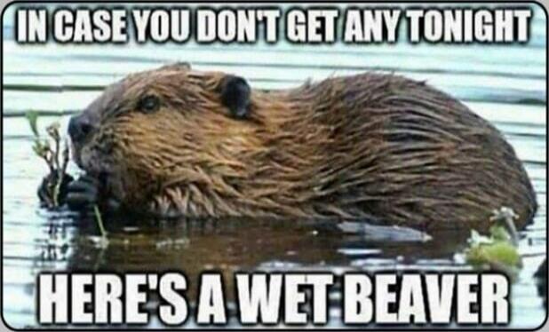 IN CASE YOU DON'T GET ANY TONIGHT HERE'S A WET BEAVER
