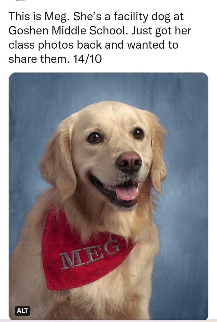 WeRateDogs dog rates This is Meg Shes a facility dog at Goshen Middle School Just got her class photos back and wanted to share them 1410