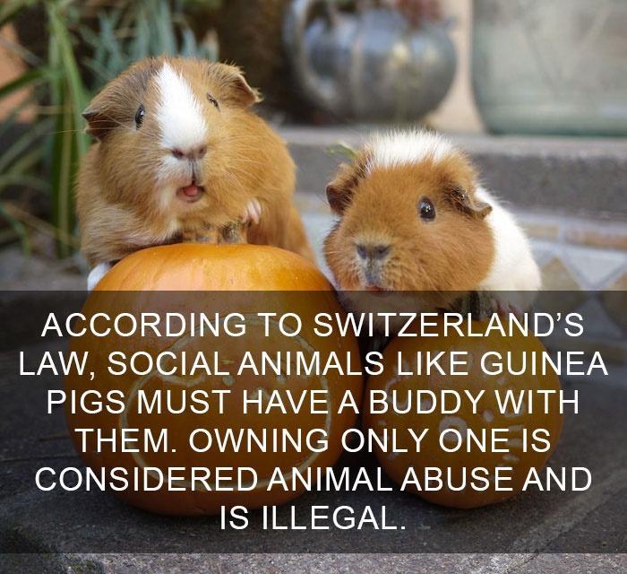 ACCORDING TO SWITZERLAND S 210 o1 AN SRV 11 AV B AQ R 1 U 28 PIGS MUST HAVE A BUDDY WITH THEM OWNING ONLY ONE IS 6101 5 4 D REN N AV PEN 10 ST 9N NI D IS ILLEGAL Pl y
