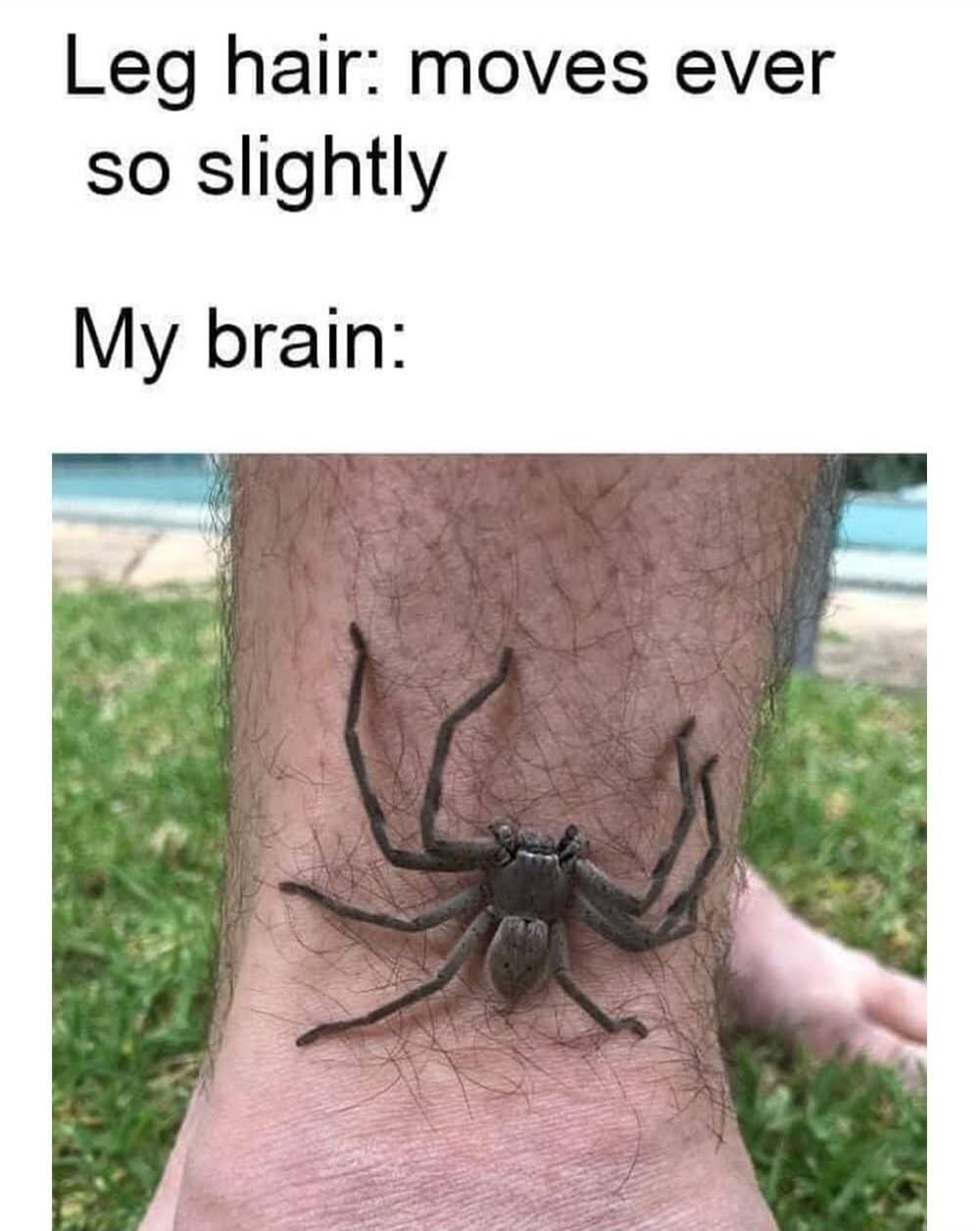 Leg hair: moves ever so slightly My brain: