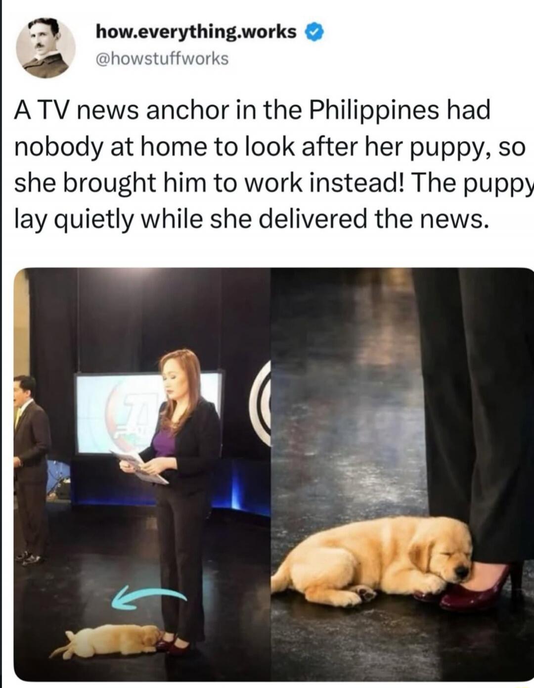 how.everything.works @howstuffworks A TV news anchor in the Philippines had nobody at home to look after her puppy, so she brought him to work instead! The puppy lay quietly while she delivered the news.
