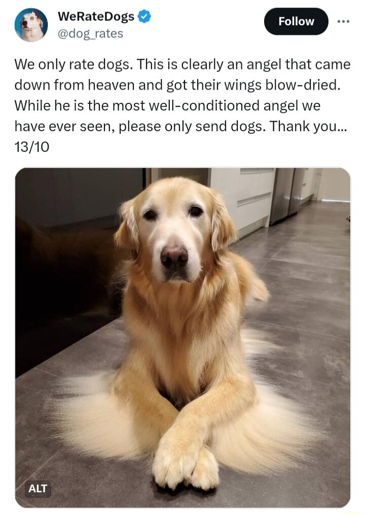WeRateDogs m dog rates We only rate dogs This is clearly an angel that came down from heaven and got their wings blow dried While he is the most well conditioned angel we have ever seen please only send dogs Thank you 1310