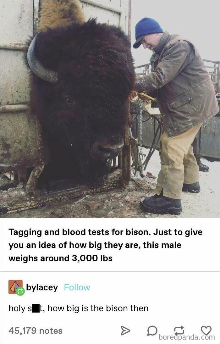 Tagging and blood tests for bison Just to give you an idea of how big they are this male weighs around 3000 lbs g bylacey holy siillt how big is the bison then 45179 notes 0O