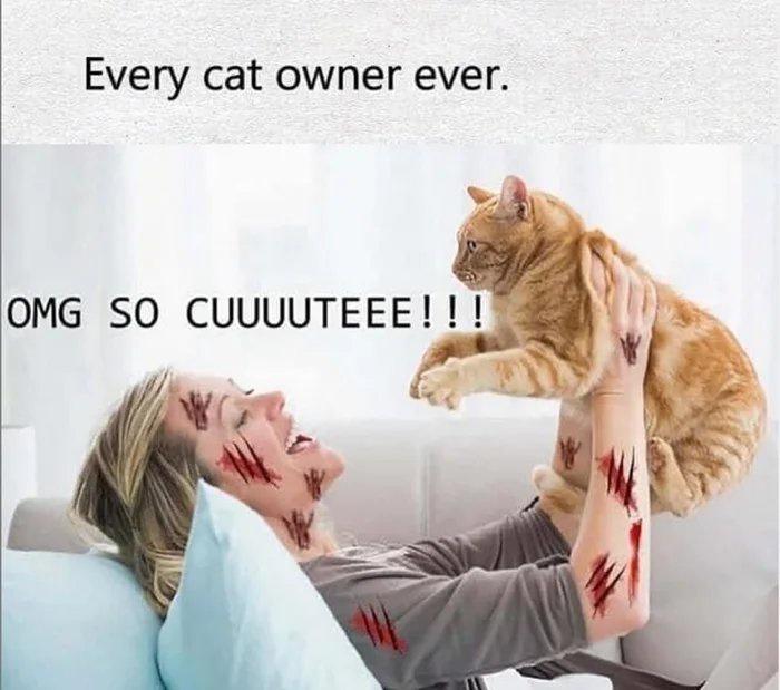 Every cat owner ever OMG SO CUUUUTEEE