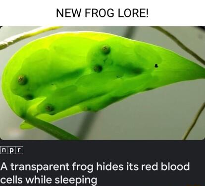 NEW FROG LORE Aplr A transparent frog hides its red blood cells while sleepi