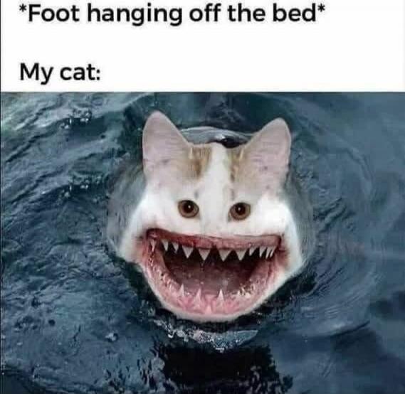 *Foot hanging off the bed* My cat: