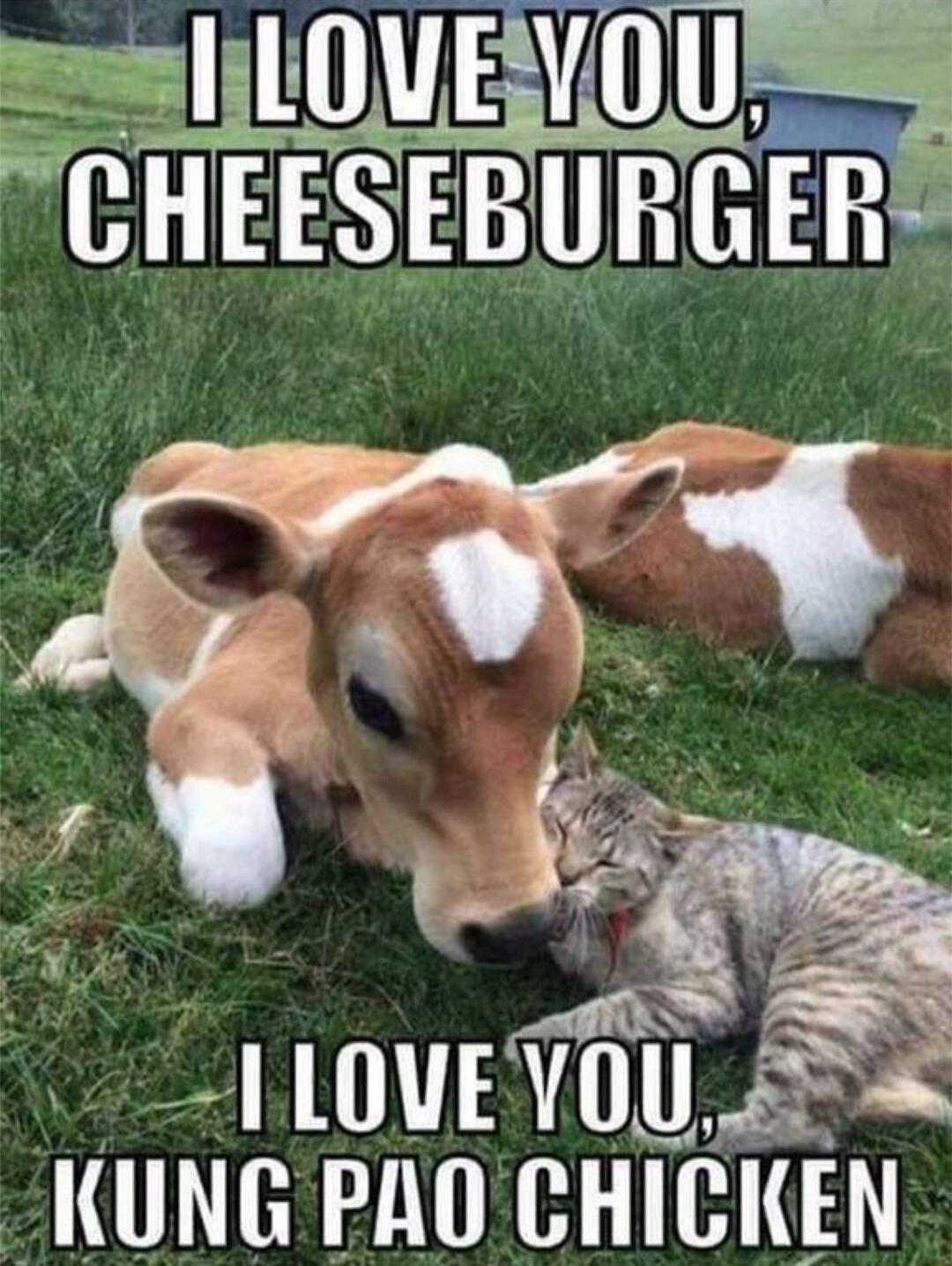 LOVE VUL KUNG PHO H Hd