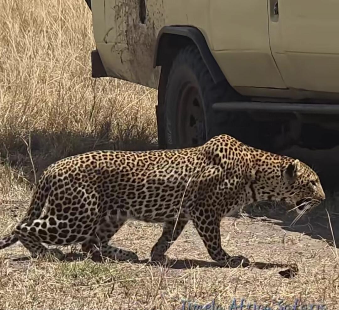 Timely Africa Safaris