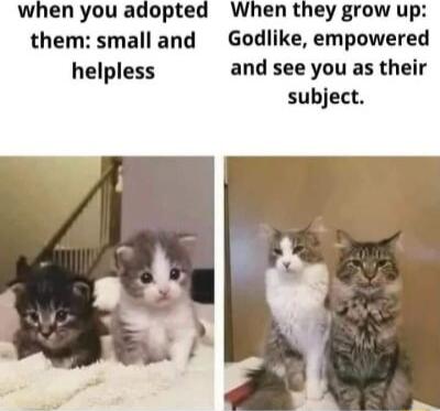 when you adopted When they grow up them small and Godlike empowered helpless and see you as their subject